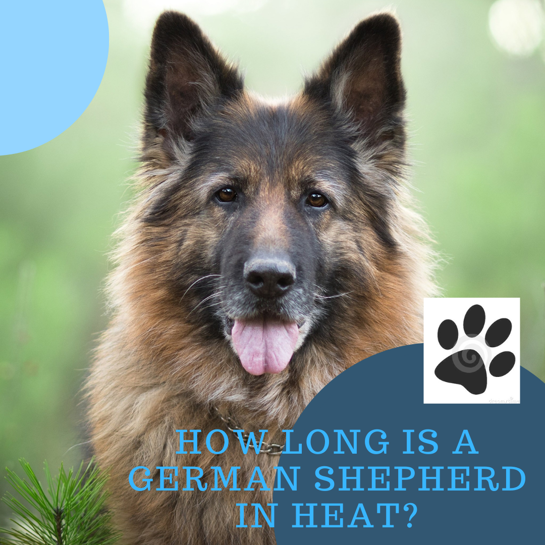 How Long Is A German Shepherd In Heat? Truly Helpful Guide