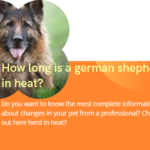 How long is a german shepherd in heat? Truly helpful guide