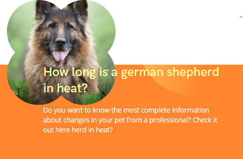 How long is a german shepherd in heat? Truly helpful guide