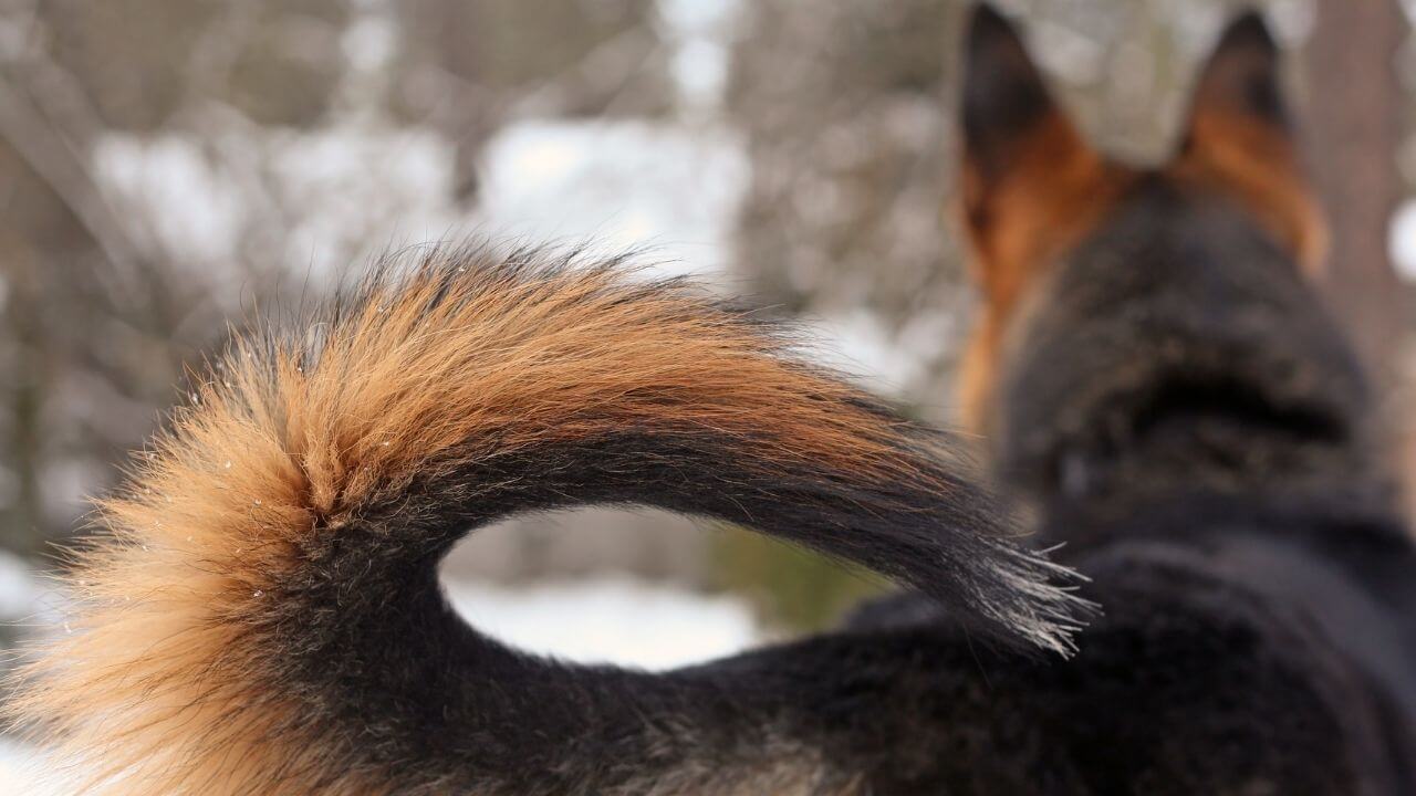 How long is a German shepherd in heat?