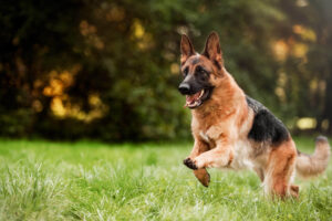 How long is a German shepherd in heat?