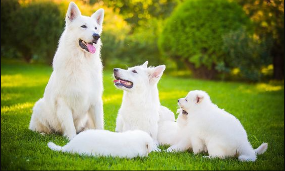 How Much Does A White German Shepherd Cost? Basic How To