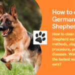 How to clean German Shepherd ears: useful methods, step-by-step procedure, problems and diseases