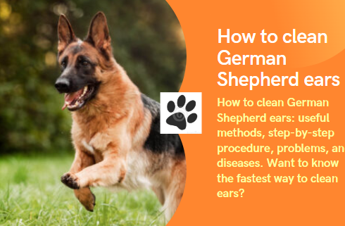 How to clean German Shepherd ears: useful methods, step-by-step procedure, problems and diseases
