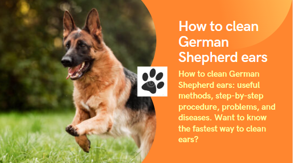 How to clean German Shepherd ears: useful methods, step-by-step procedure, problems and diseases