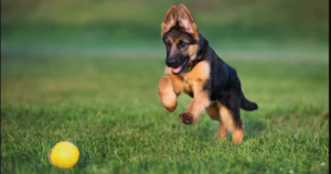 How to get a German Shepherd puppy to stop biting: how to protect you from aggressive biting and reward good behavior of the dog