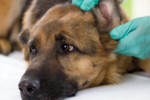 How to clean German Shepherd ears:  useful methods,  step-by-step procedure, problems, and diseases