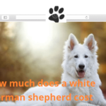 How much does a White German Shepherd cost? Basic How To