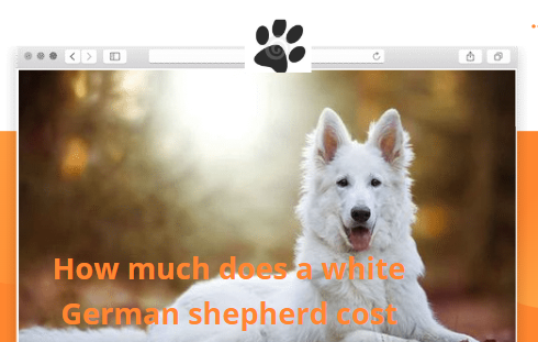 How much does a White German Shepherd cost? Basic How To