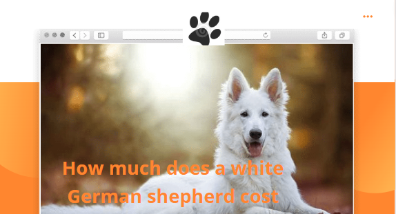 How much does a White German Shepherd cost? All the facts about these adorable dogs