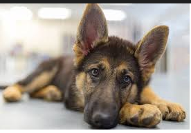 How to clean German Shepherd ears: useful methods,  step-by-step procedure, problems, and diseases 