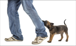 How to get a German Shepherd puppy to stop biting: how to protect you from aggressive biting and reward good behavior of the dog