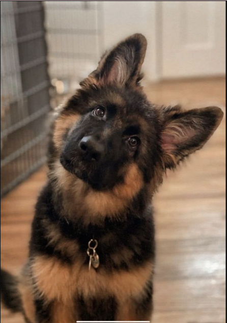 How to potty train a German Shepherd puppy: useful tips and methods