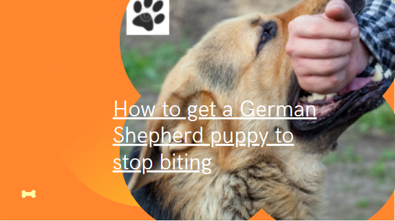 How to get a German Shepherd puppy to stop biting: how to protect you from aggressive biting and reward good behavior of the dog