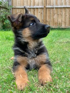 How to potty train a German Shepherd puppy: useful tips and methods