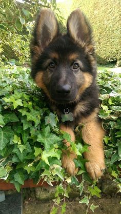 How to potty train a German Shepherd puppy: useful tips and methods