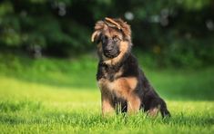 How to potty train a German Shepherd puppy: useful tips and methods