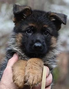 How to potty train a German Shepherd puppy: useful tips and methods