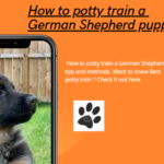 How to potty train a German Shepherd puppy: Best tips