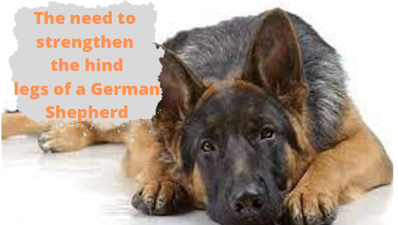 How to make German Shepherd back legs stronger: exercises, diet