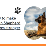 How to make German Shepherd back legs stronger: Step-by-step