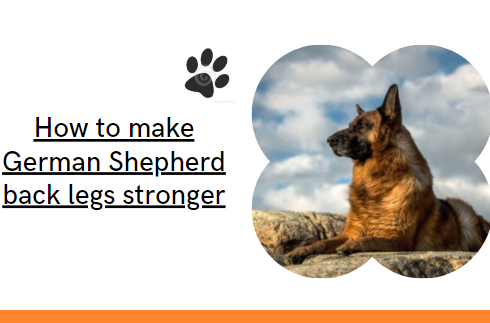 How to make German Shepherd back legs stronger: Step-by-step