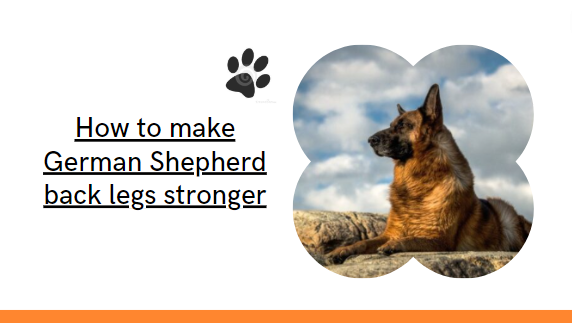 How to make German Shepherd back legs stronger: Step-by-step