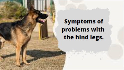 How to make German Shepherd back legs stronger: exercises, diet