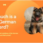 How much is a purebred German Shepherd puppy? Peculiarities of choosing a pet