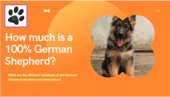 How much is a purebred German Shepherd puppy?  Peculiarities of choosing a pet