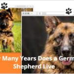 How Many Years Does a German Shepherd Live: Unveiling the Lifespan of a Beloved Canine Companion