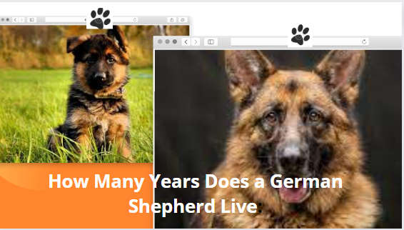 How Many Years Does a German Shepherd Live: Unveiling the Lifespan of a Beloved Canine Companion