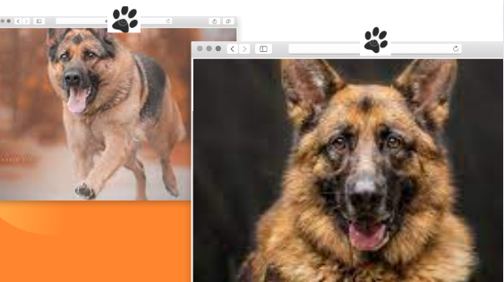 HOW MANY YEARS DOES A GERMAN SHEPHERD LIVE: UNVEILING THE LIFESPAN OF A BELOVED CANINE COMPANION