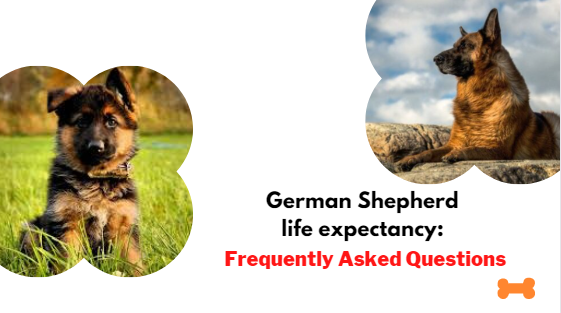 German Shepherd life expectancy