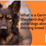 What is a German Shepherd dog? Full guide dogs about this dog breed 2023