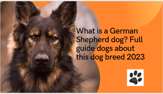 What is a German Shepherd dog? Full guide dogs about this dog breed 2023
