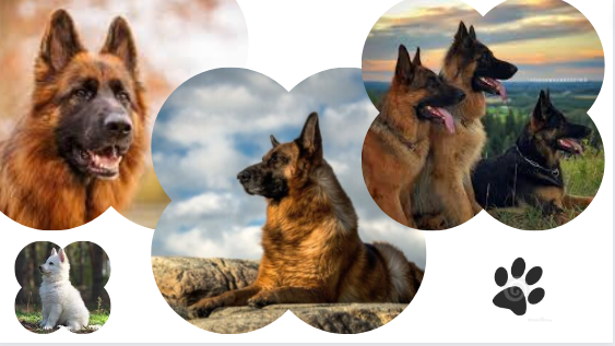 What is a German Shepherd dog? Full guide dogs about this dog breed 2023