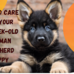 How to Care for Your 8 Week Old German Shepherd Puppy