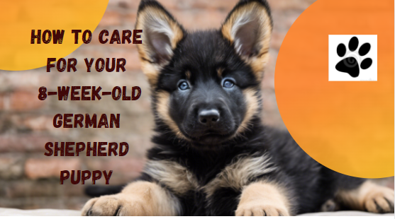 How to Care for Your 8 Week Old German Shepherd Puppy