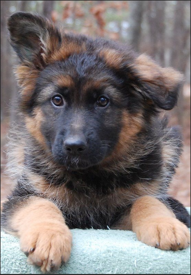 How to Care for Your 8 Week Old German Shepherd Puppy